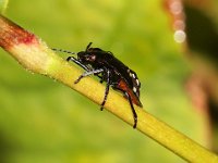 Nezara viridula 15, Zuidelijke groene schildwants, nimf, Saxifraga-Pieter van Breugel