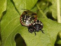 Nezara viridula 17, Zuidelijke groene schildwants, nimf, Saxifraga-Pieter van Breugel