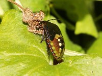 Nezara viridula 18, Zuidelijke groene schildwants, nimf, Saxifraga-Pieter van Breugel