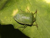 Nezara viridula 19, Zuidelijke groene schildwants, nimf, Saxifraga-Pieter van Breugel