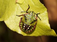 Nezara viridula 20, Zuidelijke groene schildwants, nimf, Saxifraga-Pieter van Breugel