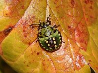 Nezara viridula 21, Zuidelijke groene schildwants, nimf, Saxifraga-Pieter van Breugel