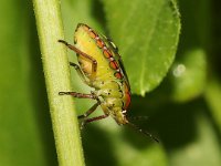 Nezara viridula 29, Zuidelijke groene schildwants, lateral, nimf, Saxifraga-Pieter van Breugel