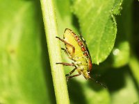 Nezara viridula 30, Zuidelijke groene schildwants, lateral, nimf, Saxifraga-Pieter van Breugel