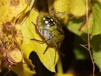 Nezara viridula 31, Zuidelijke groene schildwants, nimf, Saxifraga-Pieter van Breugel