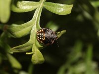 Nezara viridula 33, Zuidelijke groene schildwants, nimf, Saxifraga-Pieter van Breugel