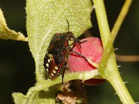 Nezara viridula 36, Zuidelijke groene schildwants, nimf, Saxifraga-Pieter van Breugel