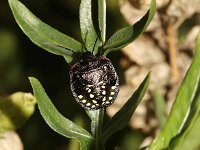 Nezara viridula 4, Zuidelijke groene schildwants, nimf, Saxifraga-Pieter van Breugel