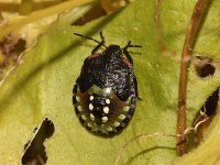 Nezara viridula 51, Zuidelijke groene schildwants, nimf, Saxifraga-Pieter van Breugel