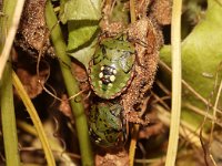 Nezara viridula 52, Zuidelijke groene schildwants, nimf, Saxifraga-Pieter van Breugel