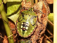 Nezara viridula 53, Zuidelijke groene schildwants, nimf, Saxifraga-Pieter van Breugel