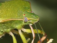 Nezara viridula 57, Zuidelijke groene schildwants, nimf, Saxifraga-Pieter van Breugel