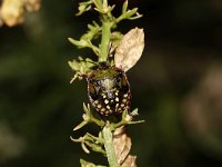 Nezara viridula 6, Zuidelijke groene schildwants, nimf, Saxifraga-Pieter van Breugel