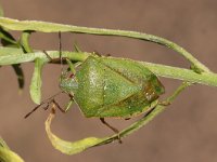 Nezara viridula 61, Zuidelijke groene schildwants, imago, Saxifraga-Pieter van Breugel