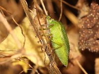 Nezara viridula 63, Zuidelijke groene schildwants, imago, Saxifraga-Pieter van Breugel