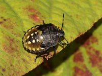 Nezara viridula 64, Zuidelijke groene schildwants, nimf, Saxifraga-Pieter van Breugel