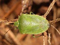 Nezara viridula 65, Zuidelijke groene schildwants, nimf, Saxifraga-Pieter van Breugel