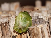 Nezara viridula 67, Zuidelijke groene schildwants, imago, Saxifraga-Pieter van Breugel