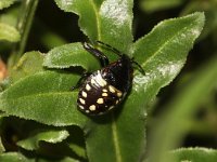 Nezara viridula 69, Zuidelijke groene schildwants, nimf, Saxifraga-Pieter van Breugel