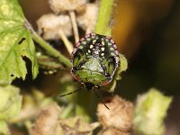 Nezara viridula 70, Zuidelijke groene schildwants, nimf, Saxifraga-Pieter van Breugel