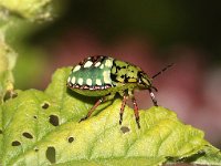 Nezara viridula 71, Zuidelijke groene schildwants, nimf, Saxifraga-Pieter van Breugel