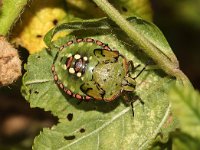 Nezara viridula 75, Zuidelijke groene schildwants, nimf, Saxifraga-Pieter van Breugel