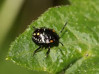 Nezara viridula 78, Zuidelijke groene schildwants, second stadium, nimf, Saxifraga-Pieter van Breugel