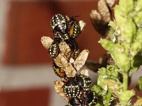 Nezara viridula 8, Zuidelijke groene schildwants, nimf, Saxifraga-Pieter van Breugel