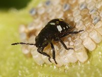 Nezara viridula 85, Zuidelijke groene schildwants, nimf, sucking eggs,  Saxifraga-Pieter van Breugel