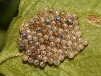 Nezara viridula 90, Zuidelijke groene schildwants, nimf, eggs with holes,  Saxifraga-Pieter van Breugel