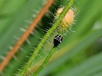 Nezara viridula 92, Zuidelijke groene schildwants, Saxifraga-Tom Heijnen