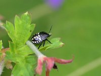 Nezara viridula 93, Zuidelijke groene schildwants, Saxifraga-Tom Heijnen