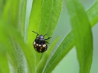 Nezara viridula 94, Zuidelijke groene schildwants, Saxifraga-Tom Heijnen