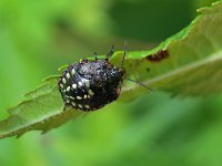 Nezara viridula 96, Zuidelijke groene schildwants, Saxifraga-Tom Heijnen