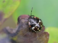 Nezara viridula 97, Zuidelijke groene schildwants, Saxifraga-Tom Heijnen