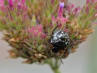 Nezara viridula 98, Zuidelijke groene schildwants, Saxifraga-Tom Heijnen