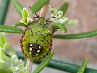 Nezara viridula 99, Zuidelijke groene schildwants, Saxifraga-Tom Heijnen