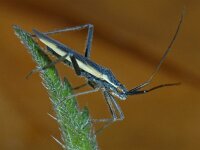 Notostira elongata 01 #10099 : Notostira elongata, Bruine graswants, male