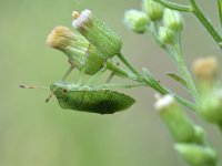 Palomena prasina 40, Groene schildwants, Saxifraga-Tom Heijnen