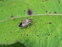 Peribalus strictus 2, Zuidelijke schildwants, Saxifraga-Tom Heijnen