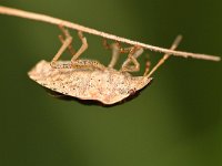 Peribalus strictus 4, Zuidelijke schildwants, Saxifraga-Tom Heijnen