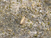 Philaenus spumarius 10, Schuimbeestje, Saxifraga-Tom Heijnen