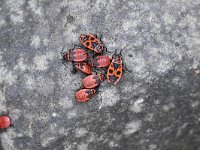 Pyrrhocoris apterus 10, Vuurwants, Saxifraga-Luuk Vermeer