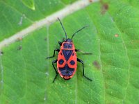 Pyrrhocoris apterus 18, Vuurwants, Saxifraga-Tom Heijnen