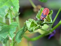 Pyrrhocoris apterus 19, Vuurwants, Saxifraga-Tom Heijnen