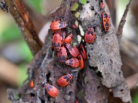 Pyrrhocoris apterus 21, Vuurwants, Saxifraga-Tom Heijnen