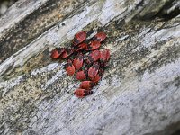 Pyrrhocoris apterus 9, Vuurwants, Saxifraga-Luuk Vermeer