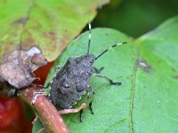 Rhaphigaster nebulosa 2, Grauwe schildwants, Saxifraga-Tom Heijnen