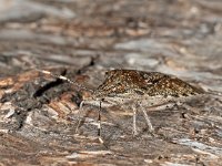 Rhaphigaster nebulosa 3, Grauwe schildwants, Saxifraga-Ab Haas