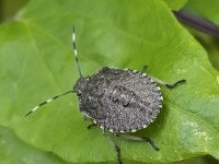 Rhaphigaster nebulosa, common name mottled shieldbug grauwe schildwants